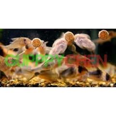 Cám Relive - Thức ăn cho mọi loại cá cảnh, thức ăn cá cao cấp