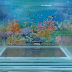 Hồ Kính Giá Rẻ 4li Có Dán Sẵn Phông Nền ( GIAO HỎA TỐC TPHCM)