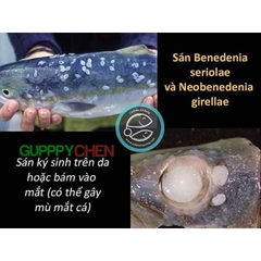 TopTop (Chính hãng) chuyên xử lý các loại giun sán ký sinh trên da, mang, vây hoặc bên trong đường ruột của cá