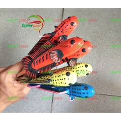 Cây Kè Cá Lóc Dùng Cho Hồ Cá Hàng Đẹp