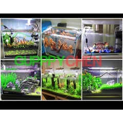 [HOẢ TỐC HCM] Hồ Kính Siêu Trong, Bể Kính Siêu Trong Hồ Thủy Sinh, Hồ Nuôi Tép