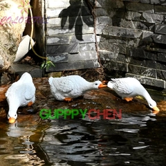 Bộ 3 Con Vịt Trang Trí Hồ Cá Thủy Sinh Tiểu Cảnh Terrarium Decor Sân Vườn