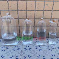 Bịch nilong để đóng và ship cá