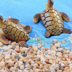 Mô hình Rùa Biển 3.5cm  Trang Trí Tiểu Cảnh - Hồ mini - Nuôi Rùa