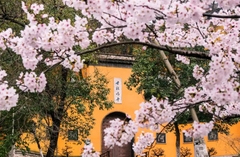 Chùa Kê Minh – Điểm cầu nguyện linh thiêng và ngắm hoa anh đào đẹp nhất Nam Kinh