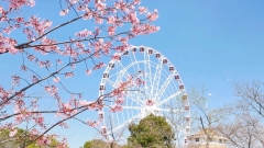 Công viên Cố Thôn – Điểm ngắm hoa anh đào đẹp nhất Thượng Hải