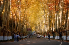 Check in Đại lộ Ngô Đồng Nam Kinh rực rỡ sắc vàng mùa thu