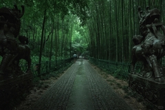 Kinh nghiệm tham quan đường tre Vân Khê Hàng Châu từ A – Z