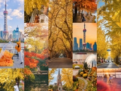 Mùa thu Thượng Hải - Khi thành phố khoác lên tấm áo lãng mạn nhất