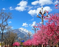 Du lịch Lệ Giang mùa xuân ngắm hoa nở cảnh đẹp ngỡ ngàng