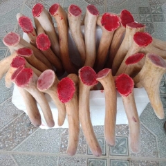 Nhung Hươu tươi