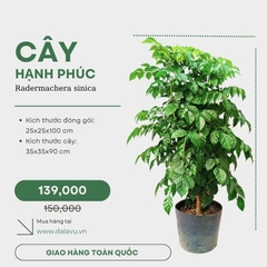 Cây Hoa Hạnh Phúc ở Việt Nam: Biểu Tượng May Mắn
