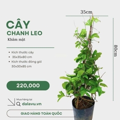 Cách Trồng Cây Chanh Leo Trong Chậu Tại Nhà – Dễ Làm, Nhiều Quả, Không Tốn Diện Tích