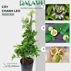 🌿 Cây chanh leo bị vàng lá: Nguyên nhân và cách khắc phục hiệu quả