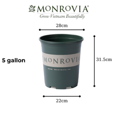 Chậu nhựa trồng cây MONROVIA 5 Gallon để bàn, treo ban công, treo tường, ngoài trời, sân vườn, tiêu chuẩn Châu Âu
