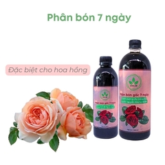 Phân bón 7 ngày cho hoa hồng | DƯƠNG ANH