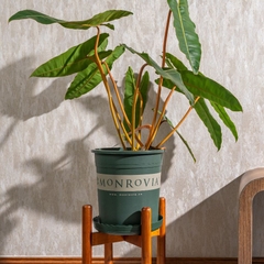 Chậu nhựa Monrovia 1 gallon