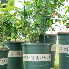 Chậu nhựa chính hãng MONROVIA  6GL-M đáy siêu thoáng | Φ30 | hàng nhập khẩu chính ngạch 100%