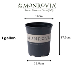 Chậu nhựa Monrovia 1 gallon