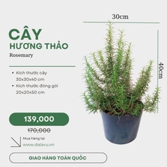 Cây hương thảo | Rosemary