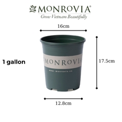 Chậu nhựa Monrovia 1 gallon