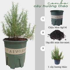 Cây hương thảo | Rosemary