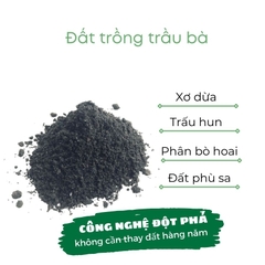 Đất trồng cây trầu bà | đất mùn hữu cơ Bio-mint