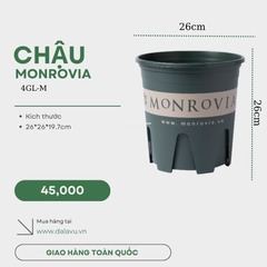 Cây hương thảo | Rosemary