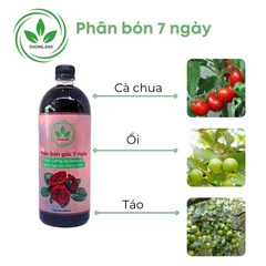 Phân bón 7 ngày cho hoa hồng | DƯƠNG ANH