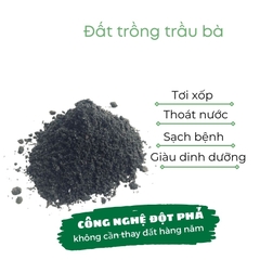 Đất trồng cây trầu bà | đất mùn hữu cơ Bio-mint