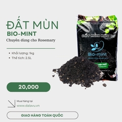 Cây hương thảo | Rosemary