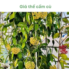 Giá thể trồng cẩm cù | BIO-MINT