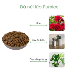 Đá pumice | đá bọt núi lửa | BIO-MINT