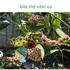 Giá thể trồng cẩm cù | BIO-MINT