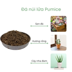 Đá pumice | đá bọt núi lửa | BIO-MINT