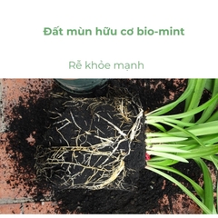 Đất mùn hữu cơ | Đất mùn Bio-mint
