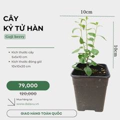 Cây kỷ tử Hàn | cây câu kỷ tử
