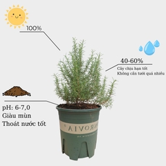 Cây hương thảo | Rosemary