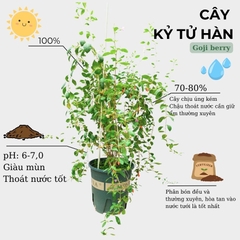 Cây kỷ tử Hàn | cây câu kỷ tử