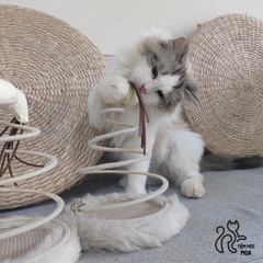 Dĩa lò xo cho mèo - Đồ chơi cho mèo - Tiệm Mèo Moa