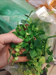 Phụ kiện hoa