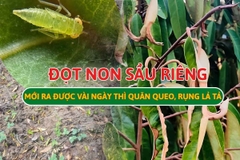 Rầy Xanh Hại Sầu Riêng: Cách Nhận Diện & Cách Đặc Trị Tận Gốc