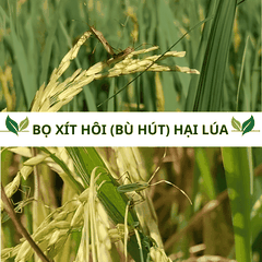 Bọ xít hôi hại lúa: Đặc điểm, vòng đời và cách diệt tận gốc