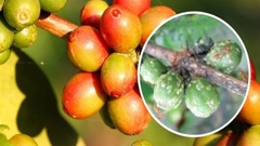 KINH NGHIỆM PHÒNG TRỪ TUYẾN TRÙNG, RỆP SÁP HẠI CÀ PHÊ
