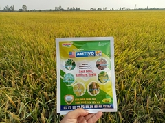 TẠI SAO NÊN PHUN AMTIVO 75WG - THUỐC ĐẶC TRỊ BỆNH ĐẠO ÔN CỔ BÔNG VÀ LEM LÉP HẠT LÚA