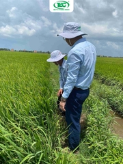 Bệnh Vàng Lá Trên Lúa: Nguyên Nhân, Triệu Chứng và Cách Phòng Trị