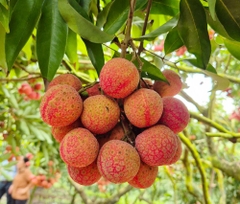 Vải Thiều