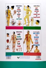 Đồ Giải Huyệt Vị Cơ Thể