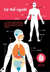 Infographics - Bách Khoa Tri Thức Bằng Đồ Họa Cho Trẻ Em - Cơ Thể Người