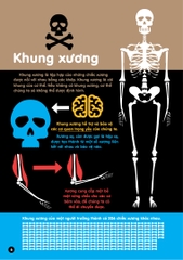 Infographics - Bách Khoa Tri Thức Bằng Đồ Họa Cho Trẻ Em - Cơ Thể Người